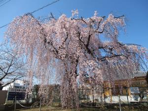 林鐘寺3