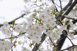 オオシマザクラ4
