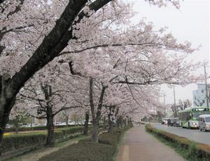鴨川堤桜通り公園3
