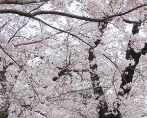 鴨川堤桜通り公園4
