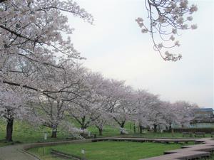 千貫樋水郷公園5
