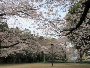 田島氷川公園4