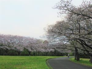 桜草公園1