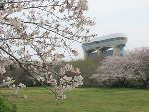 桜草公園2