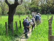 田島ケ原サクラソウ自生地1
