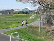 鴨川堤桜通り公園