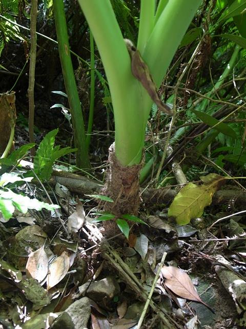 野生のクワズイモの根本