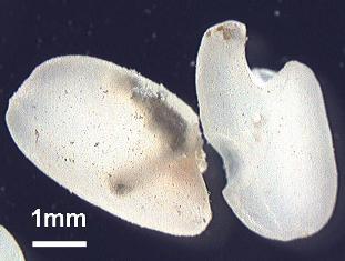 幼虫が中で発育している米粒と成虫が食べた米粒の画像