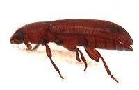 コクヌストモドキ成虫側面