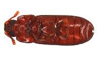 コクヌストモドキ成虫腹面