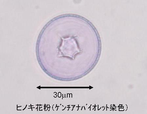 ヒノキ花粉