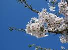 201504ブレイクショット1桜