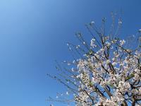201504桜1