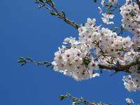 201504桜2