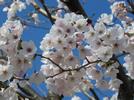 201704ブレイクショット1桜
