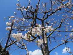 201803ブレイクショット1桜0323-1