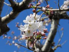 201803ブレイクショット2桜0323-2