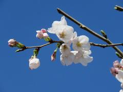 201803ブレイクショット3桜0323-3