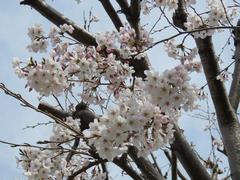 201803ブレイクショット5桜0326-1