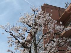 201803ブレイクショット6桜0326-2