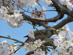 201803ブレイクショット7桜0326-3