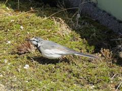 201804ブレイクショット4_0426鳥