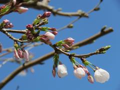 201903ブレイクショット1_桜1