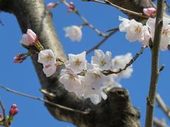 201903ブレイクショット2_桜2