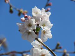 201903ブレイクショット3_桜3