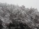 202004ブレイクショット1桜と雪1