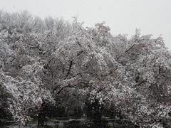 202004ブレイクショット1桜と雪1
