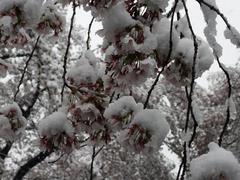 202004ブレイクショット2桜と雪2