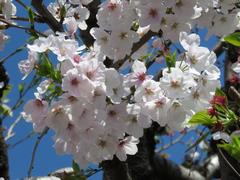 202004ブレイクショット4桜2