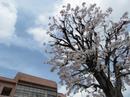 202203ブレイクショット1桜