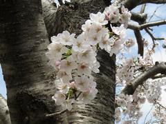 202203ブレイクショット4桜4