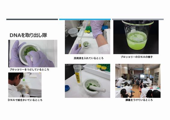 サイエンスラボDNA