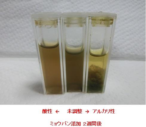 ミョウバンを添加したアジサイ色素の2週間後