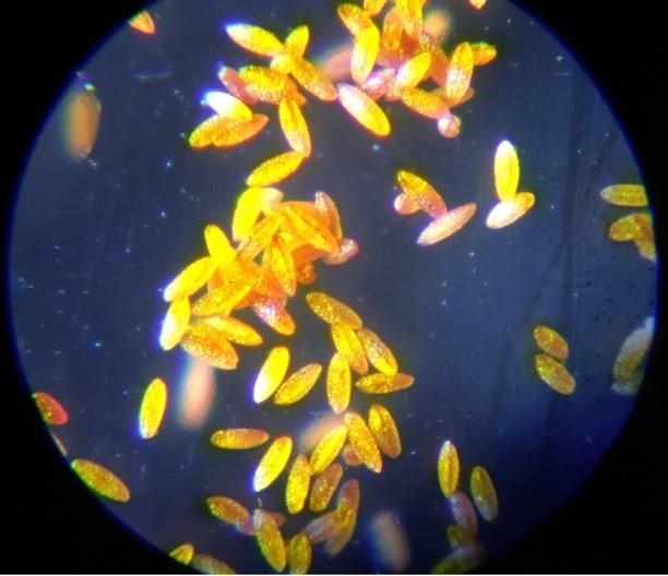 ユリ花粉顕微鏡