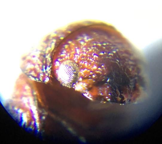 シバンムシ顕微鏡2