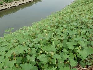 オオオナモミの写真