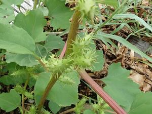 オオオナモミの果実