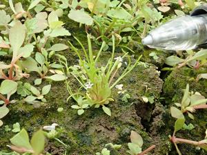 キタミソウ写真その1