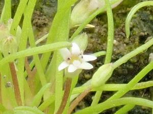 キタミソウの写真その2