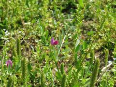 202104ブレイクショット1春の草花1