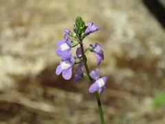 202104ブレイクショット3マツバウンラン