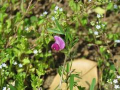 202104ブレイクショット2春の草花2