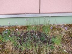 202105ブレイクショット1マツバウンラン