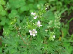 202105ブレイクショット3アメリカフウロ