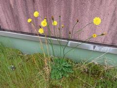 202105ブレイクショット4ブタナ