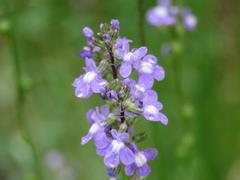 202105ブレイクショット2マツバウンラン拡大